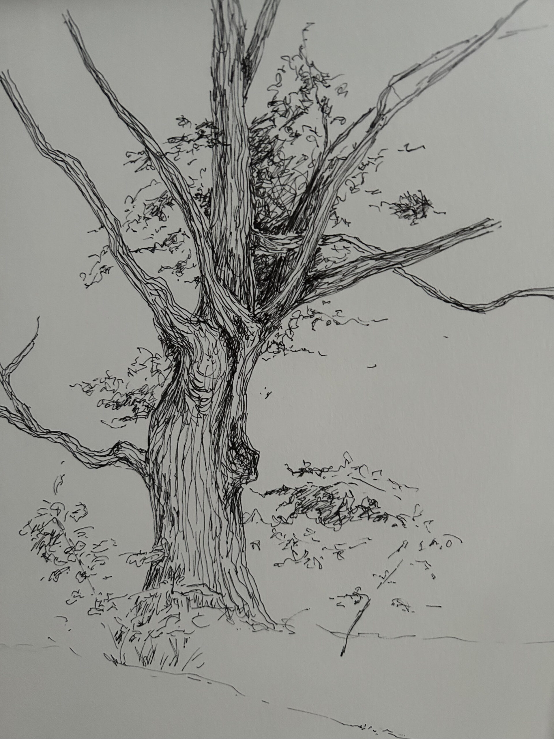 Autumn Maple, Jan Ford